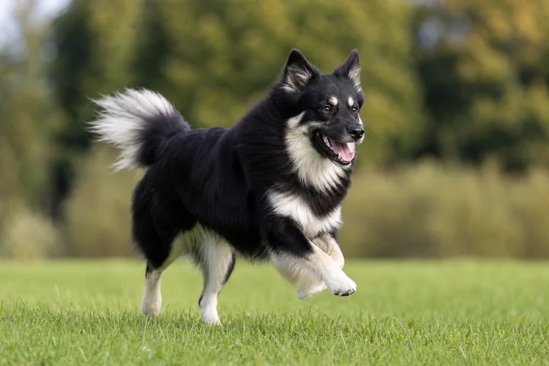 Icelandic Sheepdog — running