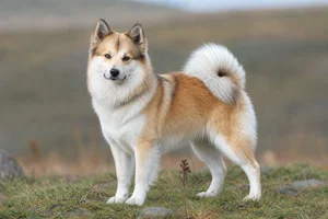 Icelandic Sheepdog — adult
