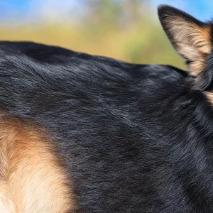 Icelandic Sheepdog — coat texture