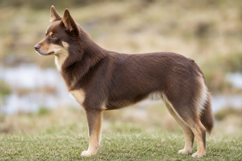 Icelandic Sheepdog — Chocolate & Tan coat