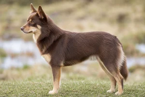 Icelandic Sheepdog — Chocolate & Tan coat