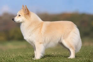 Icelandic Sheepdog — Cream coat