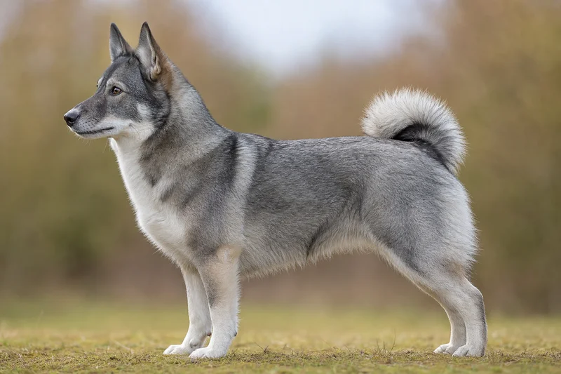 Icelandic Sheepdog — Gray coat