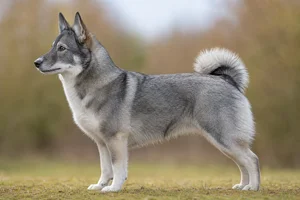 Icelandic Sheepdog — Gray coat
