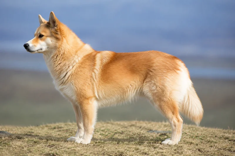 Icelandic Sheepdog — Wheaten coat