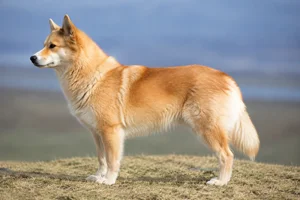 Icelandic Sheepdog — Wheaten coat