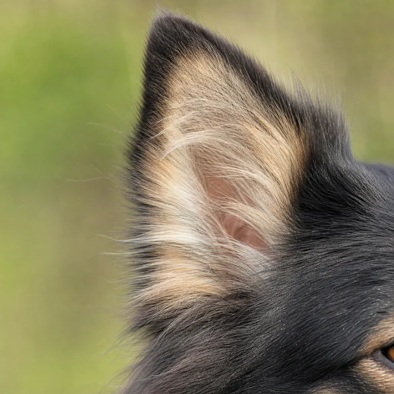 Icelandic Sheepdog — ears