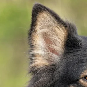 Icelandic Sheepdog — ears