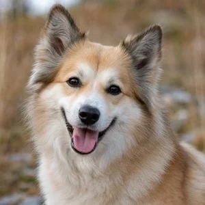 Icelandic Sheepdog — happy