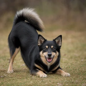 Icelandic Sheepdog — playful