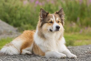 Icelandic Sheepdog — lying down