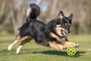 Icelandic Sheepdog — playing