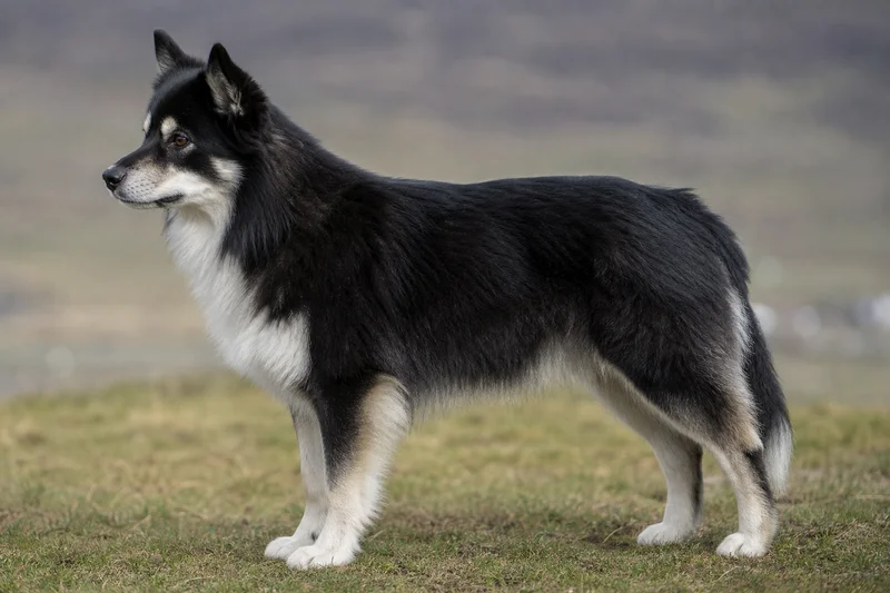 Icelandic Sheepdog — side
