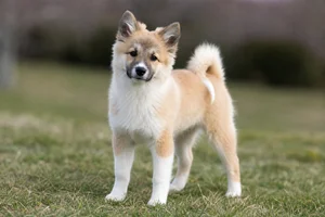 Icelandic Sheepdog — puppy (~4 mo)