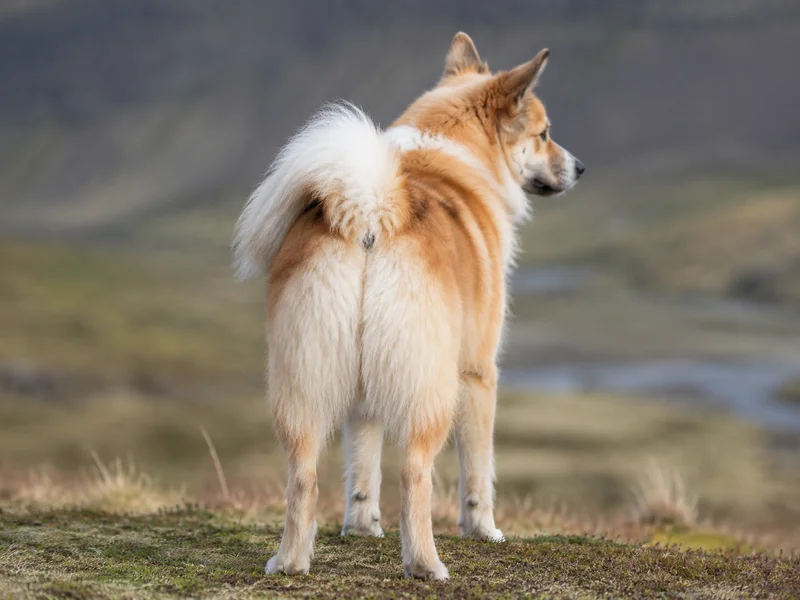 Icelandic Sheepdog — rear