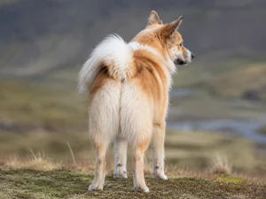 Icelandic Sheepdog — rear