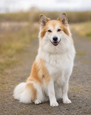 Icelandic Sheepdog — sitting