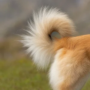 Icelandic Sheepdog — tail