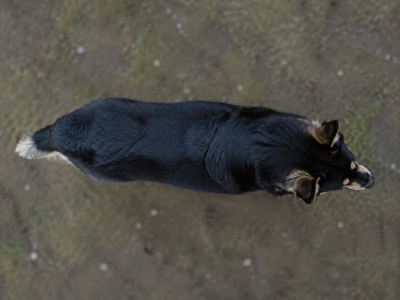 Icelandic Sheepdog — top