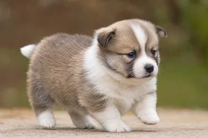 Icelandic Sheepdog — young puppy (~1 mo)