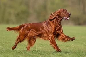 Irish Setter — running