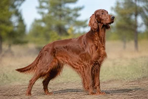 Irish Setter — adult