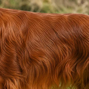 Irish Setter — coat texture