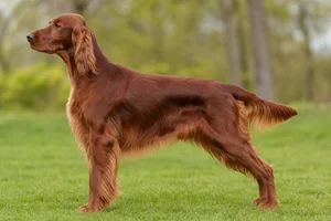Irish Setter — Chestnut coat