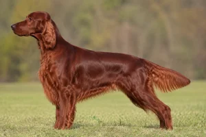 Irish Setter — Mahogany coat