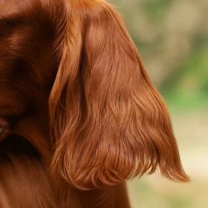 Irish Setter — ears
