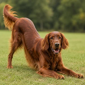Irish Setter — playful