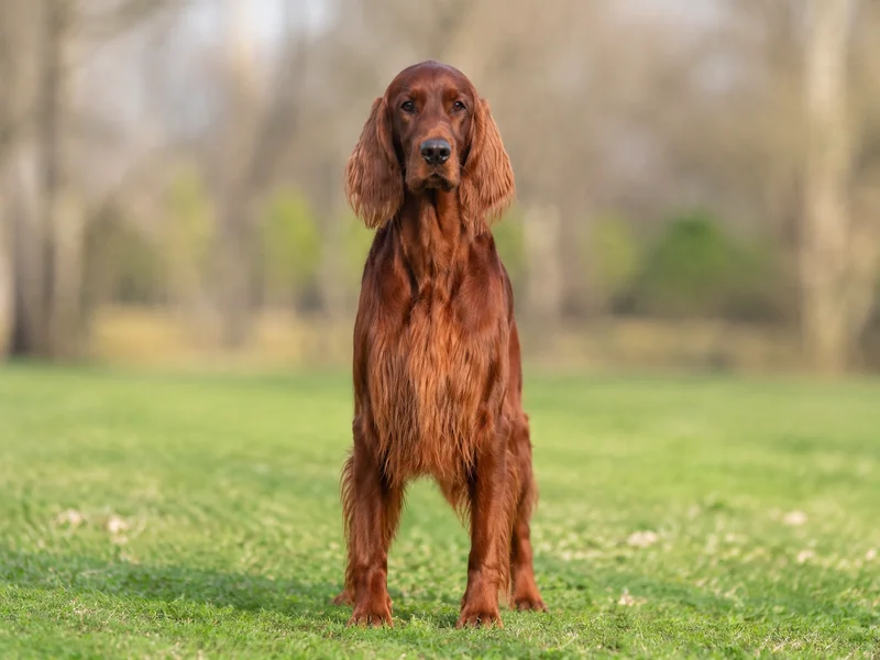 Irish Setter — front