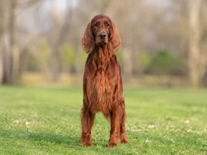 Irish Setter — front