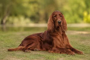 Irish Setter — lying down
