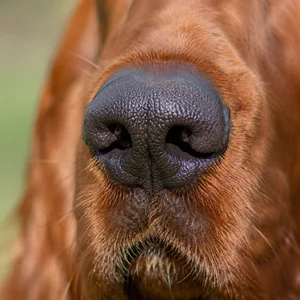 Irish Setter — nose