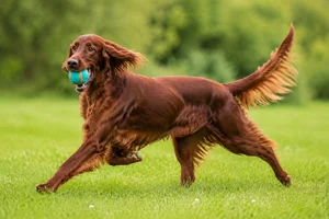 Irish Setter — playing