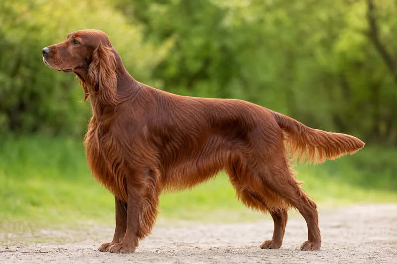 Irish Setter — side