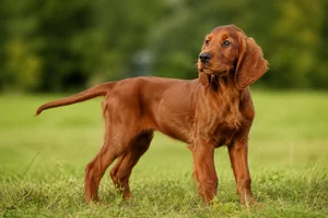 Irish Setter — puppy (~4 mo)