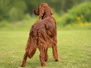 Irish Setter — rear