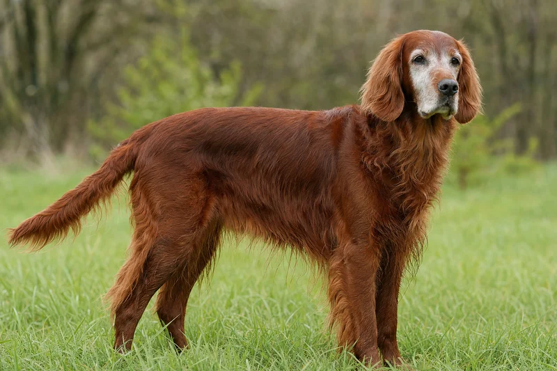 Irish Setter — senior