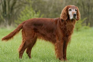 Irish Setter — senior