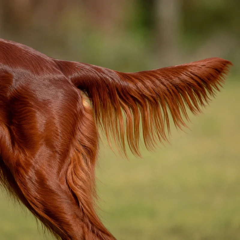 Irish Setter — tail