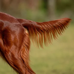 Irish Setter — tail