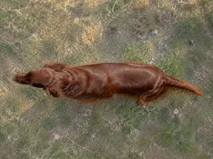 Irish Setter — top
