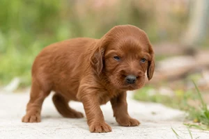 Irish Setter — young puppy (~1 mo)