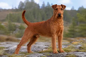 Irish Terrier — adult