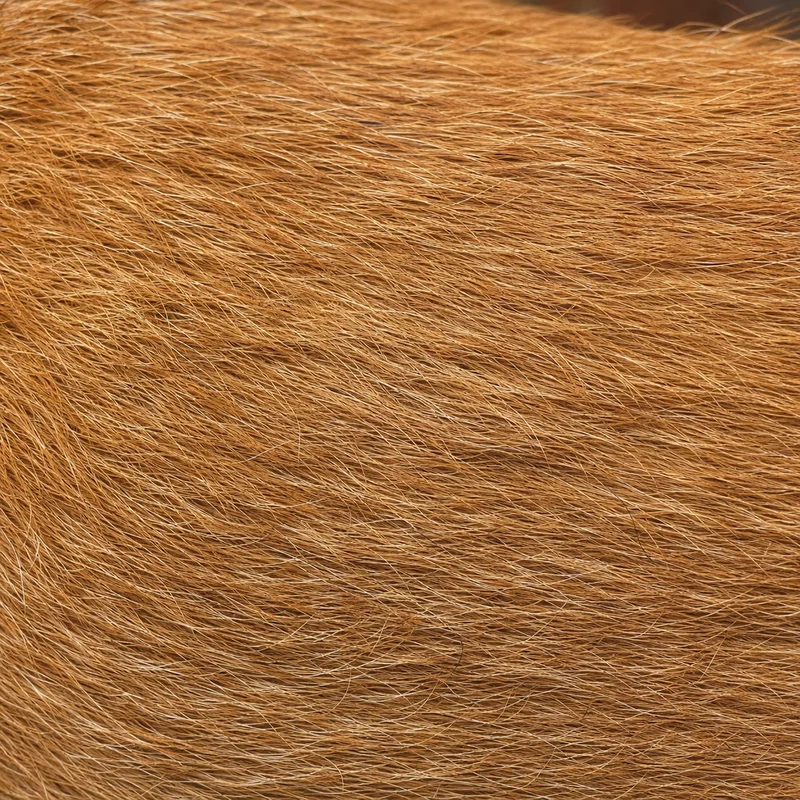 Irish Terrier — coat texture