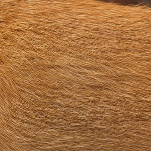 Irish Terrier — coat texture
