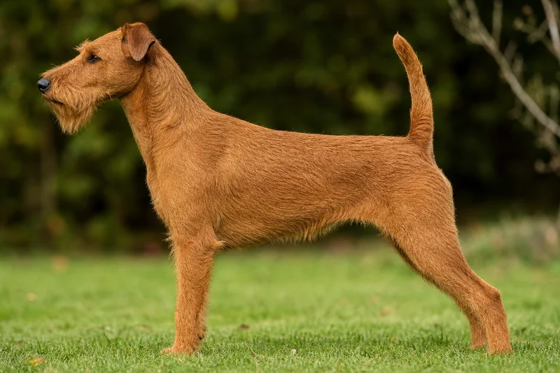 Irish Terrier — red wheaten coat