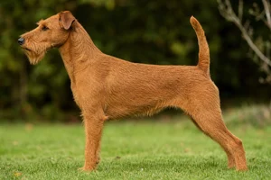 Irish Terrier — red wheaten coat